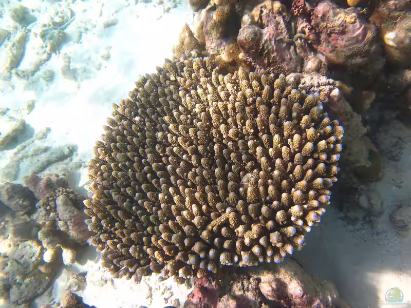 Acropora digitifera im Aquarium halten (Einrichtungsbeispiele für Kleinpolypige Steinkoralle)