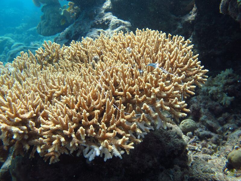 Acropora donei im Aquarium halten (Einrichtungsbeispiele für Kleinpolypige Steinkoralle)