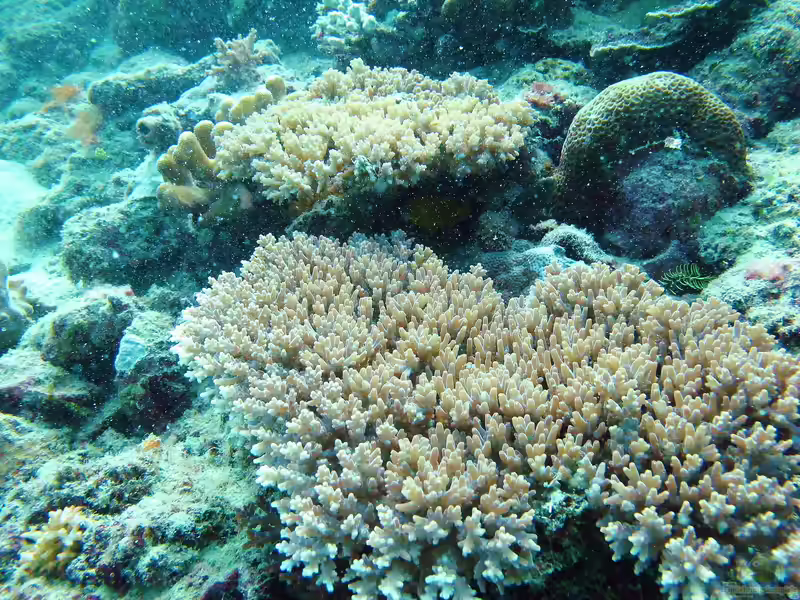 Acropora granulosa im Aquarium halten (Einrichtungsbeispiele für Kleinpolypige Steinkoralle) Acropora granulosa im Aquarium halten (Einrichtungsbeispiele für Kleinpolypige Steinkoralle)