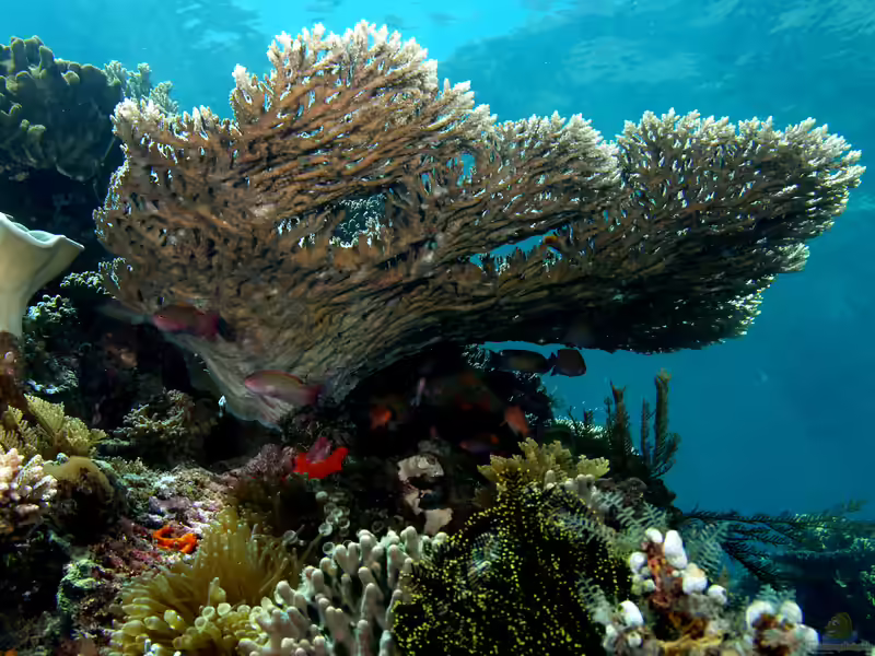 Acropora latistella im Aquarium halten (Einrichtungsbeispiele für Kleinpolypige Steinkoralle)