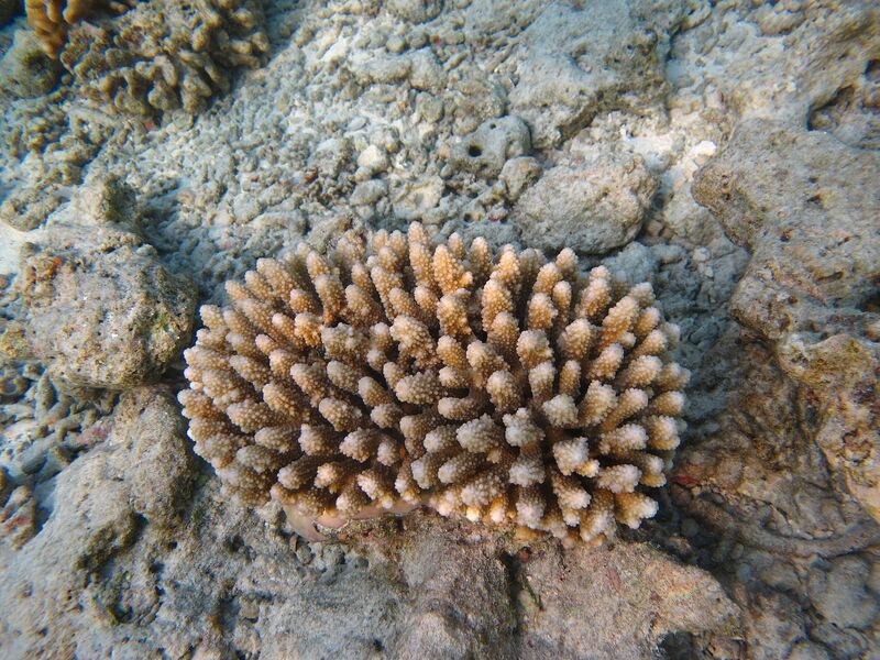 Acropora lutkeni im Aquarium halten (Einrichtungsbeispiele für Kleinpolypige Steinkoralle)