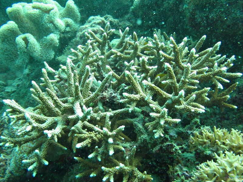 Acropora microphthalma im Aquarium halten (Einrichtungsbeispiele für Kleinpolypige Steinkoralle)