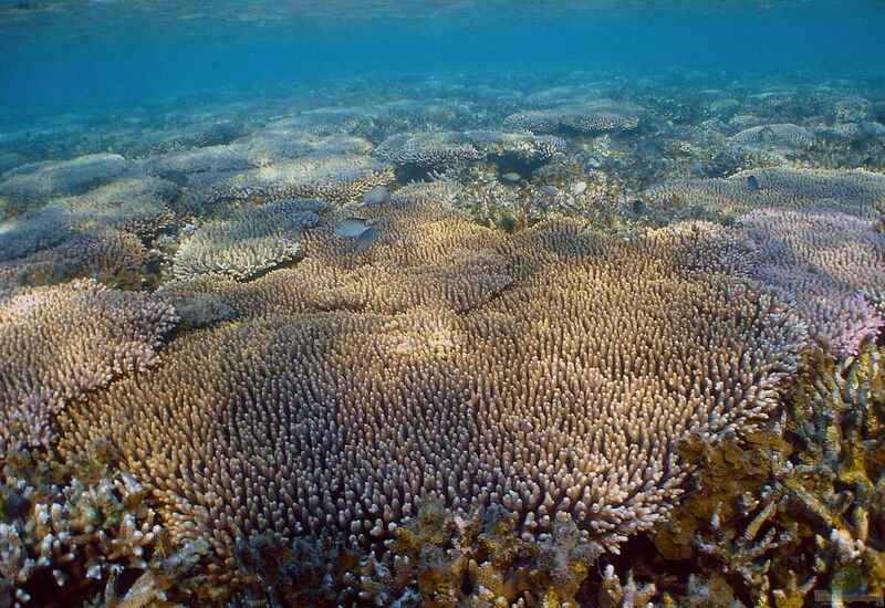 Acropora millepora im Aquarium halten (Einrichtungsbeispiele für Kleinpolypige Steinkoralle)