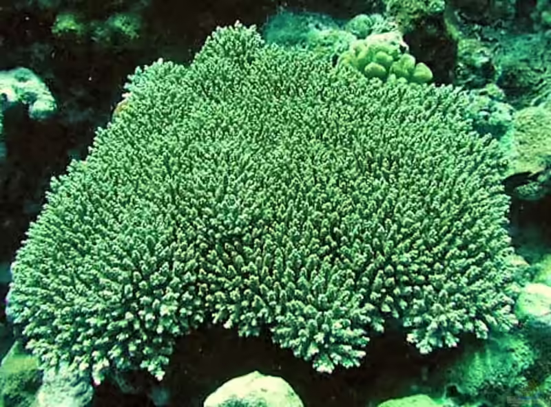 Acropora paniculata im Aquarium halten (Einrichtungsbeispiele für Kleinpolypige Steinkoralle)