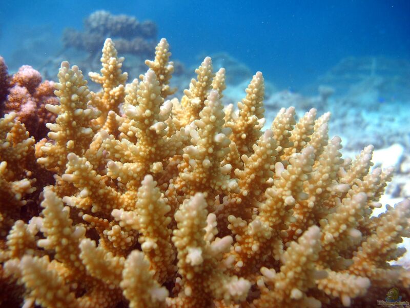 Acropora secale im Aquarium halten (Einrichtungsbeispiele für Kleinpolypige Steinkoralle)