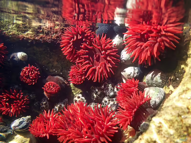 Actinia tenebrosa im Aquarium halten (Einrichtungsbeispiele für Waratah-Anemone) Actinia tenebrosa im Aquarium halten (Einrichtungsbeispiele für Waratah-Anemone)