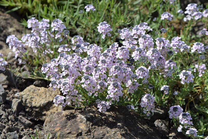 Aethionema armenum im Garten pflanzen (Einrichtungsbeispiele mit Steintäschel) Aethionema armenum im Garten pflanzen (Einrichtungsbeispiele mit Steintäschel)