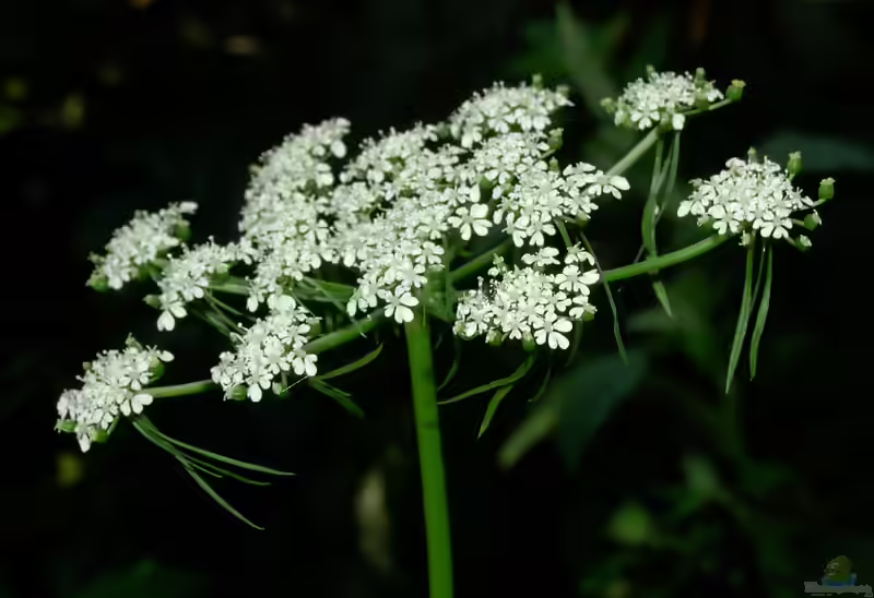 Aethusa cynapium im Garten pflanzen (Einrichtungsbeispiele mit Hundspetersilie) Aethusa cynapium im Garten pflanzen (Einrichtungsbeispiele mit Hundspetersilie)