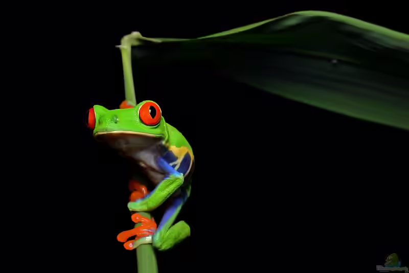 Agalychnis callidryas im Terrarium halten (Einrichtungsbeispiele für Rotaugenlaubfrosch) Agalychnis callidryas im Terrarium halten (Einrichtungsbeispiele für Rotaugenlaubfrosch)
