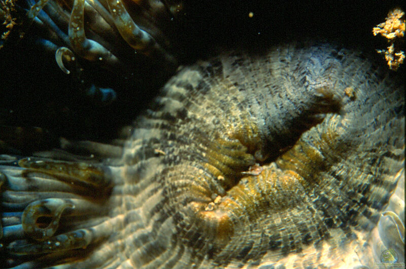 Aiptasia mutabilis im Aquarium halten (Einrichtungsbeispiele für Witwenrose)