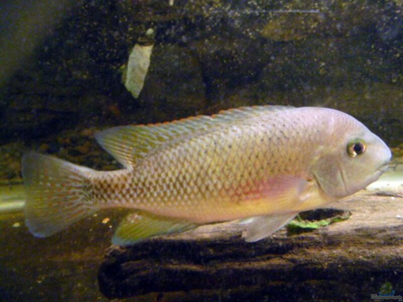 Talamancaheros sieboldii im Aquarium halten (Einrichtungsbeispiele für Siebolds Buntbarsch)