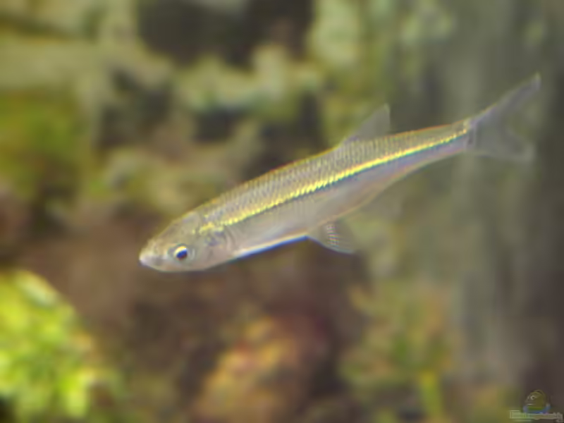 Alburnus alburnus im Teich halten (Einrichtungsbeispiele für Laube) Alburnus alburnus im Teich halten (Einrichtungsbeispiele für Laube)