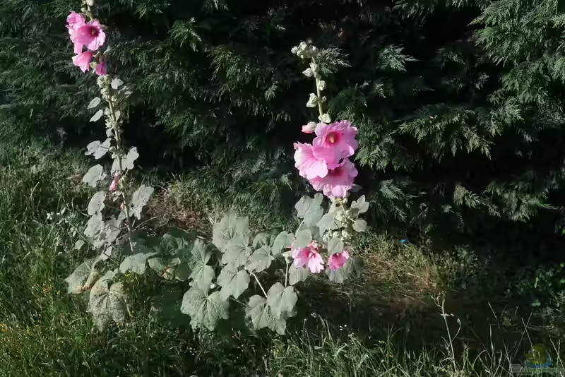 Alcea rosea im Garten pflanzen (Einrichtungsbeispiele mit Gewöhnliche Stockrose) Alcea rosea im Garten pflanzen (Einrichtungsbeispiele mit Gewöhnliche Stockrose)
