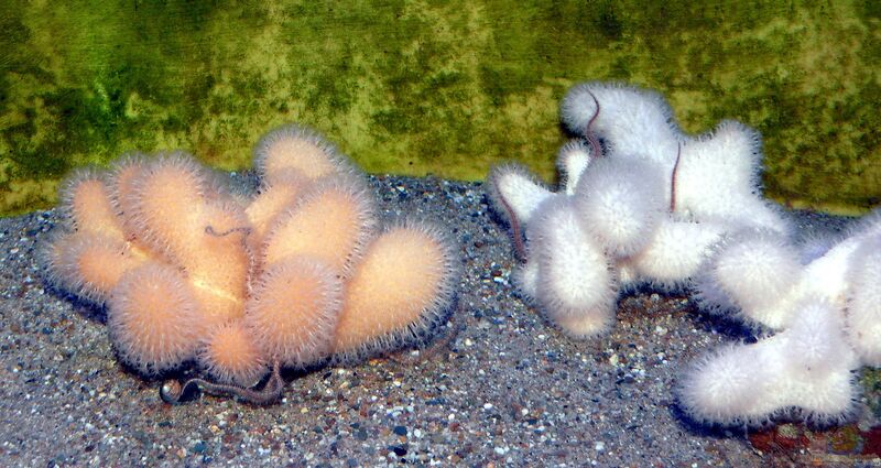 Alcyonium digitatum im Aquarium halten (Einrichtungsbeispiele für Tote Meerhand)