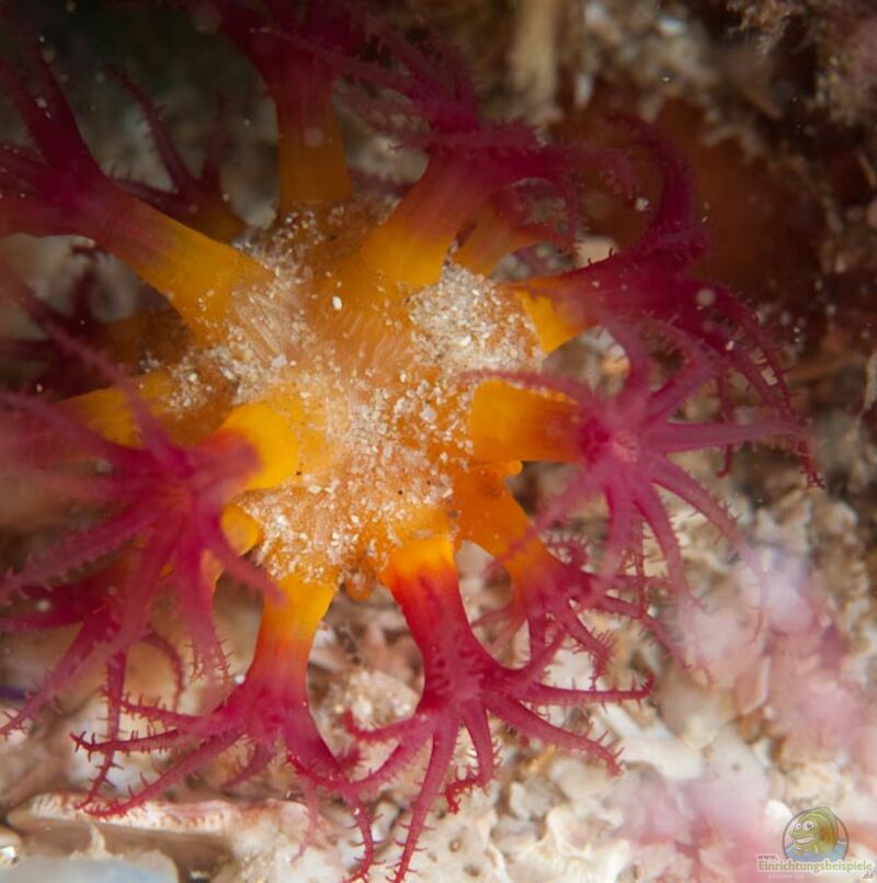 Alcyonium variabile im Aquarium halten (Einrichtungsbeispiele für Weichkoralle) Alcyonium variabile im Aquarium halten (Einrichtungsbeispiele für Weichkoralle)