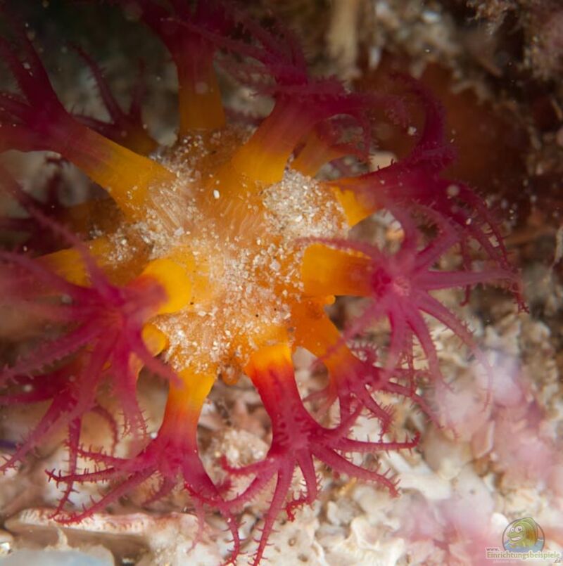 Alcyonium variabile im Aquarium halten (Einrichtungsbeispiele für Weichkoralle)