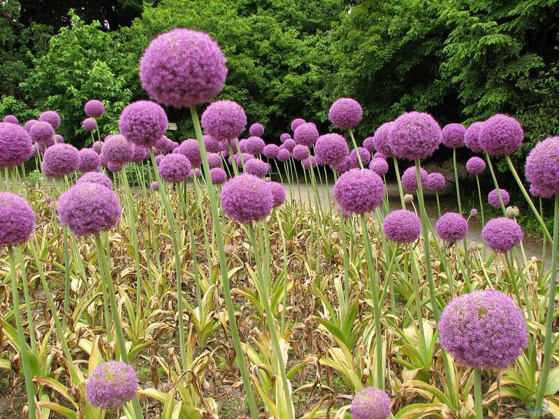 Allium giganteum im Garten pflanzen (Einrichtungsbeispiele mit Riesen-Lauch) Allium giganteum im Garten pflanzen (Einrichtungsbeispiele mit Riesen-Lauch)