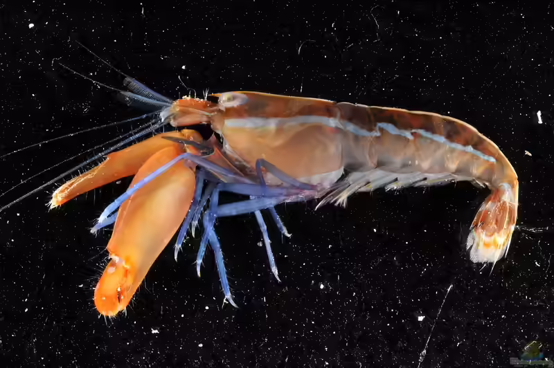 Alpheus formosus im Aquarium halten (Einrichtungsbeispiele für Blaubein-Knallkrebs) Alpheus formosus im Aquarium halten (Einrichtungsbeispiele für Blaubein-Knallkrebs)