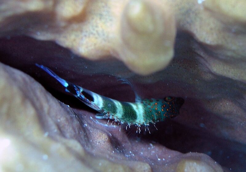 Amblycirrhitus pinos im Aquarium halten (Einrichtungsbeispiele für Karibischer Korallenwächter)