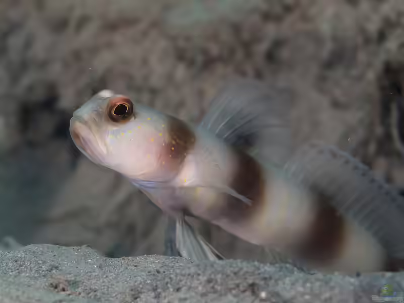 Amblyeleotris fontanesii im Aquarium halten (Einrichtungsbeispiele für Riesen Garnelen-Grundel) Amblyeleotris fontanesii im Aquarium halten (Einrichtungsbeispiele für Riesen Garnelen-Grundel)