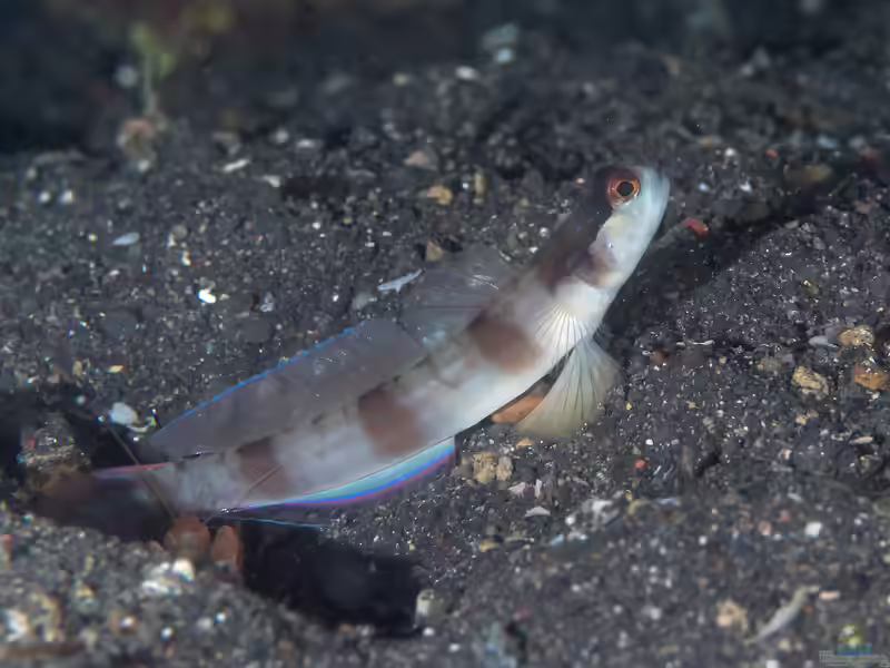 Amblyeleotris gymnocephala im Aquarium halten (Einrichtungsbeispiele für Masken-Grundel) Amblyeleotris gymnocephala im Aquarium halten (Einrichtungsbeispiele für Masken-Grundel)