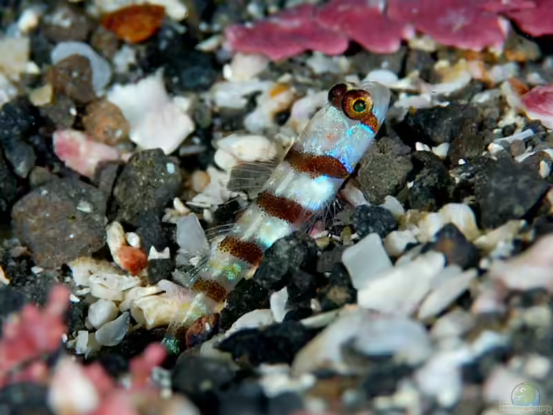 Amblyeleotris ogasawarensis im Aquarium halten (Einrichtungsbeispiele für Rotpunkt-Wächtergrundel) Amblyeleotris ogasawarensis im Aquarium halten (Einrichtungsbeispiele für Rotpunkt-Wächtergrundel)