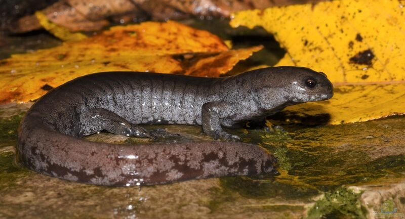 Ambystoma texanum im Terrarium halten (Einrichtungsbeispiele mit Zwerghornmolch)