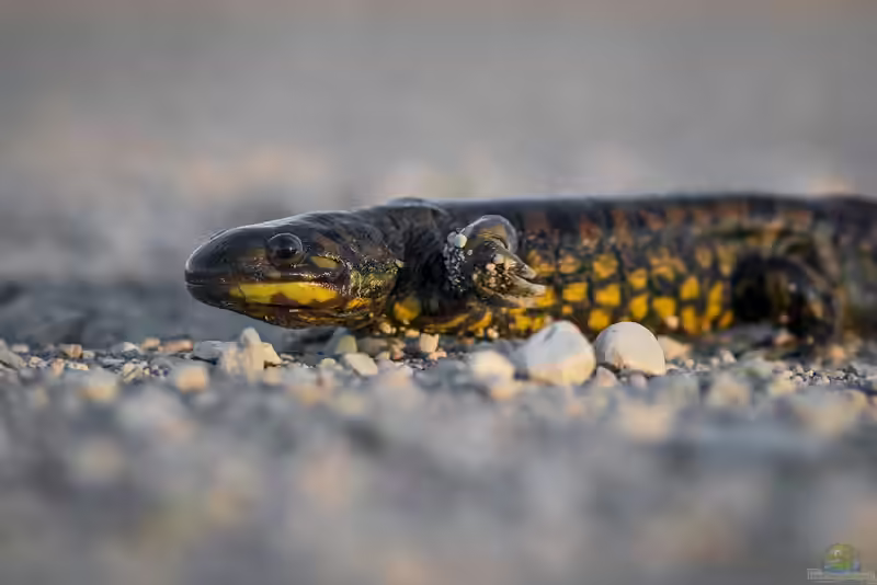 Ambystoma tigrinum im Terrarium halten (Einrichtungsbeispiele mit Tigersalamander) Ambystoma tigrinum im Terrarium halten (Einrichtungsbeispiele mit Tigersalamander)