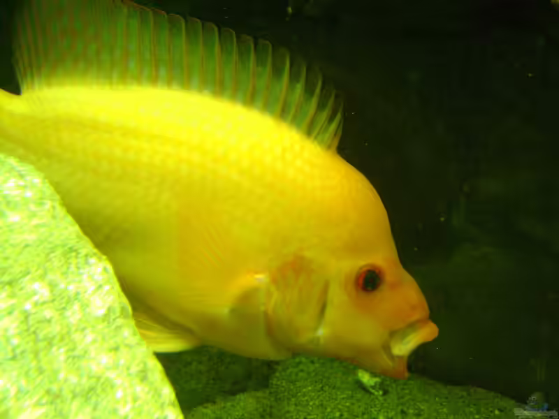 Amphilophus labiatus im Aquarium halten (Einrichtungsbeispiele für Flamingobuntbarsche) Amphilophus labiatus im Aquarium halten (Einrichtungsbeispiele für Flamingobuntbarsche)