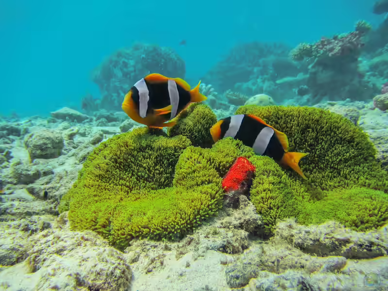 Amphiprion latifasciatus im Aquarium halten (Einrichtungsbeispiele für Madagaskar-Anemonenfisch) Amphiprion latifasciatus im Aquarium halten (Einrichtungsbeispiele für Madagaskar-Anemonenfisch)