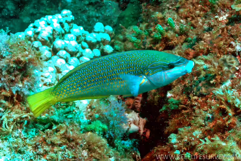 Anampses elegans im Aquarium halten (Einrichtungsbeispiele für Eleganter Lippfisch) Anampses elegans im Aquarium halten (Einrichtungsbeispiele für Eleganter Lippfisch)