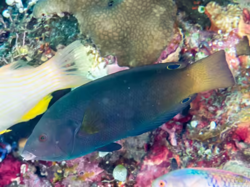 Anampses geographicus im Aquarium halten (Einrichtungsbeispiele für Junkerlippfisch) Anampses geographicus im Aquarium halten (Einrichtungsbeispiele für Junkerlippfisch)