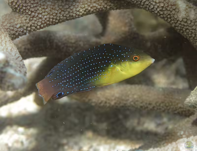 Anampses twistii im Aquarium halten (Einrichtungsbeispiele für Gelbbrust-Perljunker) Anampses twistii im Aquarium halten (Einrichtungsbeispiele für Gelbbrust-Perljunker)
