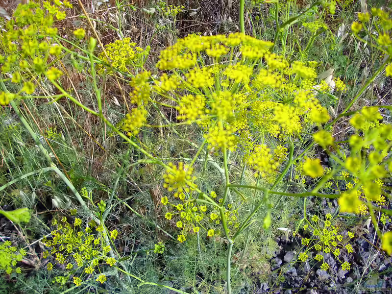 Anethum graveolens am Gartenteich (Einrichtungsbeispiele mit Dill) Anethum graveolens am Gartenteich (Einrichtungsbeispiele mit Dill)