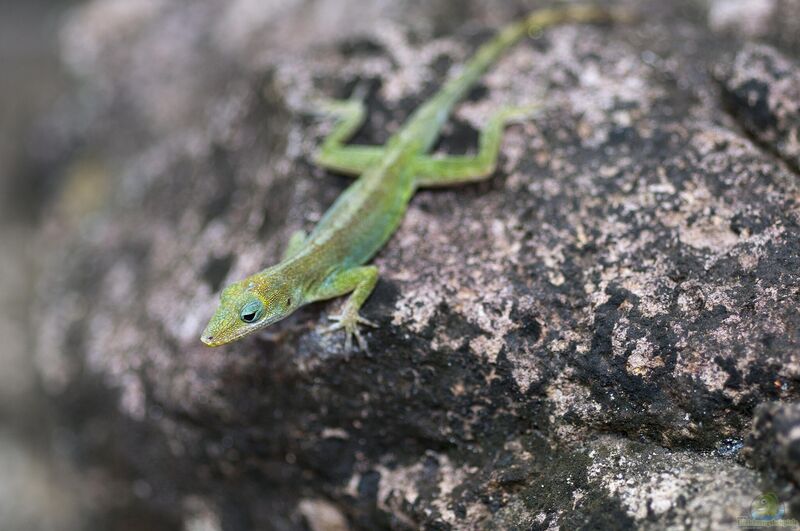 Anolis marmoratus im Terrarium halten (Einrichtungsbeispiele mit Leoparden-Anolis) Anolis marmoratus im Terrarium halten (Einrichtungsbeispiele mit Leoparden-Anolis)