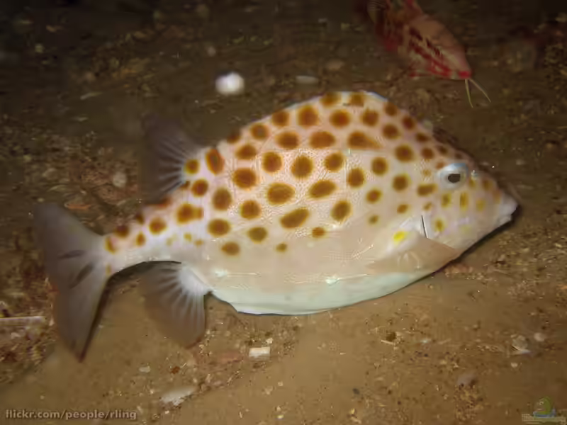 Anoplocapros inermis im Aquarium halten (Einrichtungsbeispiele für Gefleckter Kofferfisch) Anoplocapros inermis im Aquarium halten (Einrichtungsbeispiele für Gefleckter Kofferfisch)
