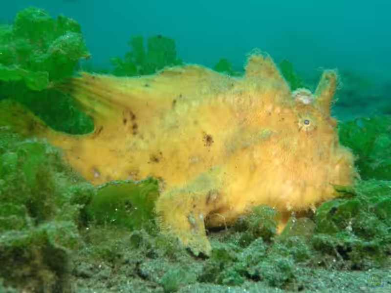 Antennarius hispidus im Aquarium halten (Einrichtungsbeispiele für Zottiger Anglerfisch) Antennarius hispidus im Aquarium halten (Einrichtungsbeispiele für Zottiger Anglerfisch)
