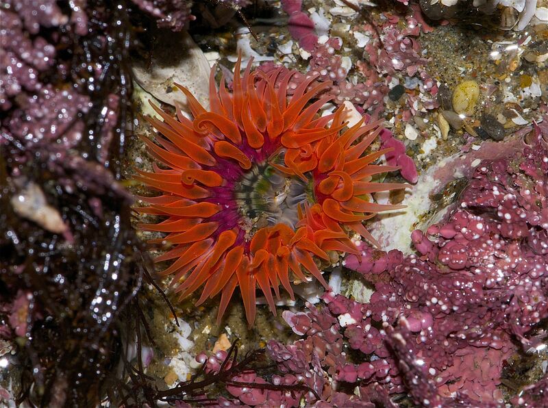 Anthopleura artemisia im Aquarium halten (Einrichtungsbeispiele für Mondschein-Anemone)