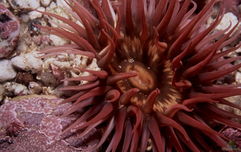 Anthopleura michaelseni im Aquarium halten (Einrichtungsbeispiele für Langarmige Anemone)