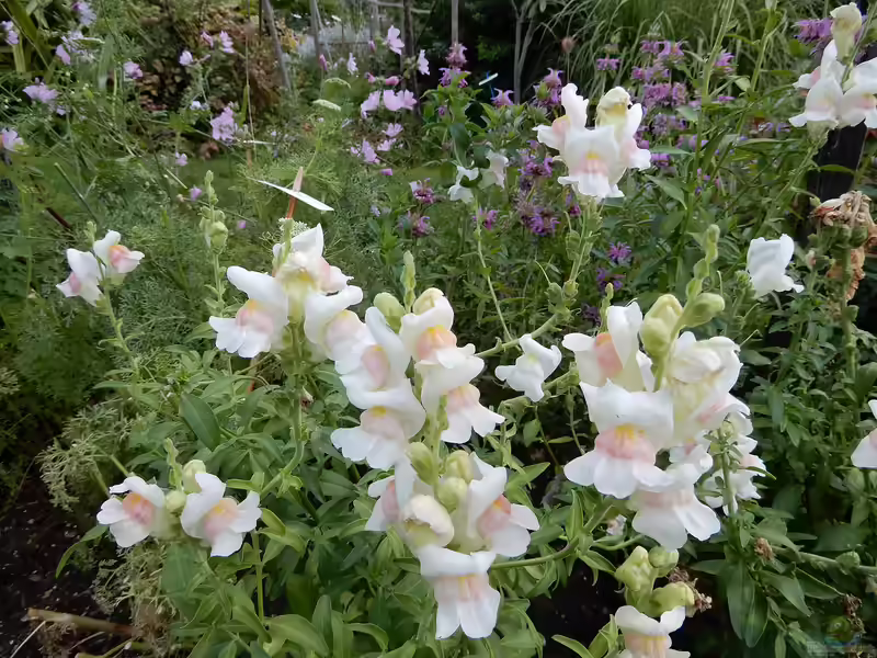 Antirrhinum majus im Garten pflanzen (Einrichtungsbeispiele mit Großes Löwenmaul) Antirrhinum majus im Garten pflanzen (Einrichtungsbeispiele mit Großes Löwenmaul)