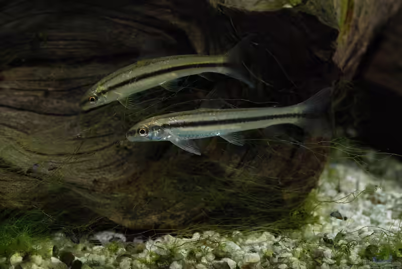 Apareiodon hasemani im Aquarium halten (Einrichtungsbeispiele für Apareiodon hasemani) Apareiodon hasemani im Aquarium halten (Einrichtungsbeispiele für Apareiodon hasemani)