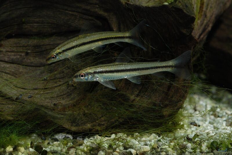 Apareiodon hasemani im Aquarium halten (Einrichtungsbeispiele für Apareiodon hasemani) Apareiodon hasemani im Aquarium halten (Einrichtungsbeispiele für Apareiodon hasemani)