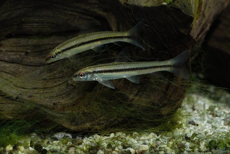 Apareiodon hasemani im Aquarium halten (Einrichtungsbeispiele für Apareiodon hasemani)