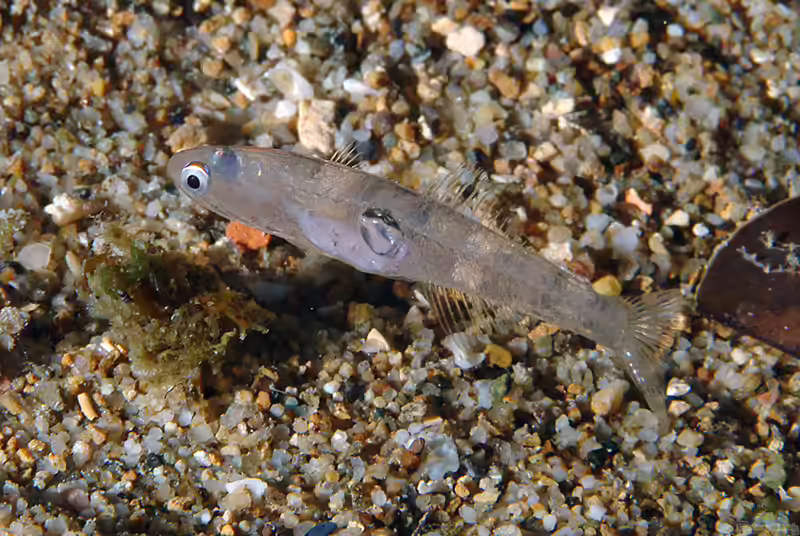 Aphia minuta im Aquarium halten (Einrichtungsbeispiele für Glasgrundel) Aphia minuta im Aquarium halten (Einrichtungsbeispiele für Glasgrundel)