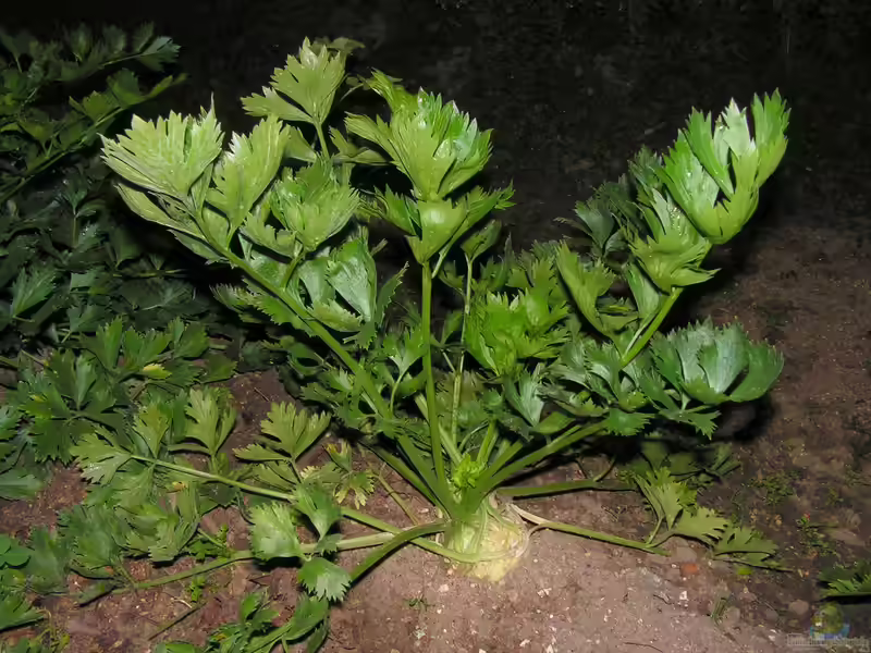 Apium graveolens im Garten pflanzen (Einrichtungsbeispiele mit Sellerie) Apium graveolens im Garten pflanzen (Einrichtungsbeispiele mit Sellerie)