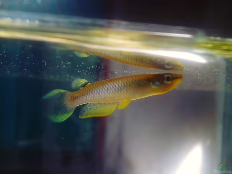 Aplocheilus panchax im Aquarium halten (Einrichtungsbeispiele für Aplocheilus panchax) Aplocheilus panchax im Aquarium halten (Einrichtungsbeispiele für Aplocheilus panchax)