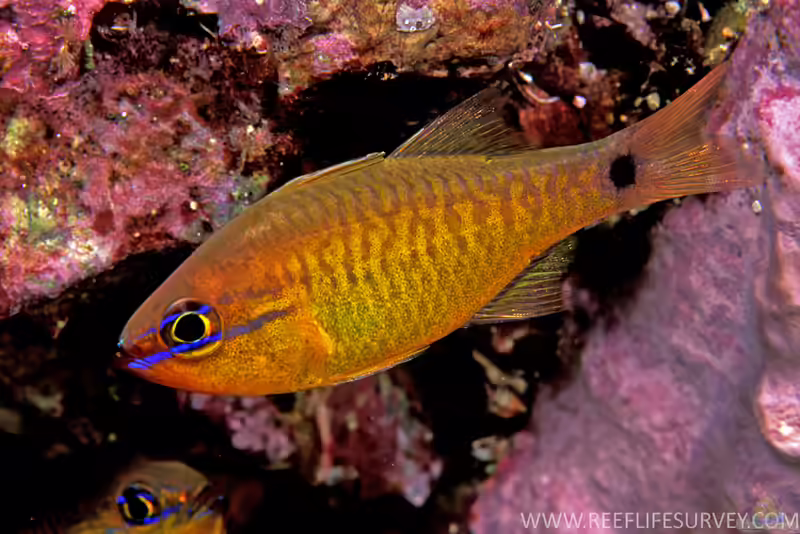 Apogon capricornis im Aquarium halten (Einrichtungsbeispiele für Steinbock-Kardinalfisch) Apogon capricornis im Aquarium halten (Einrichtungsbeispiele für Steinbock-Kardinalfisch)