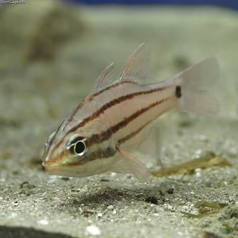 Apogon doederleini im Aquarium halten (Einrichtungsbeispiele für Doederleins Kardinalbarsch) Apogon doederleini im Aquarium halten (Einrichtungsbeispiele für Doederleins Kardinalbarsch)