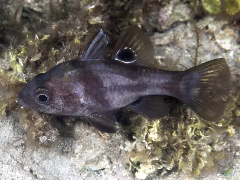Apogonichthyoides melas im Aquarium halten (Einrichtungsbeispiele für Schwarzer Kardinalbarsch) Apogonichthyoides melas im Aquarium halten (Einrichtungsbeispiele für Schwarzer Kardinalbarsch)