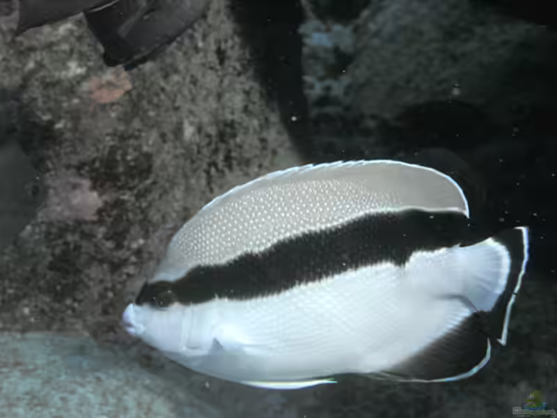 Apolemichthys arcuatus im Aquarium halten (Einrichtungsbeispiele für Schwarzbinden-Kaiserfisch) Apolemichthys arcuatus im Aquarium halten (Einrichtungsbeispiele für Schwarzbinden-Kaiserfisch)